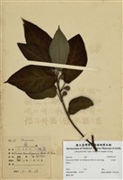 藏品(牛乳榕)的圖片
